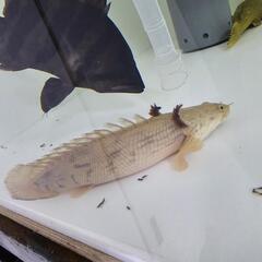 エンドリケリーウルトラショート