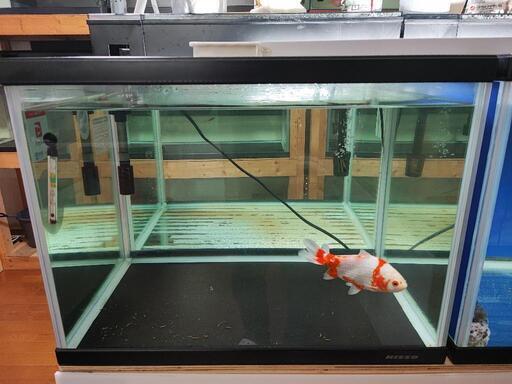 中古美品600×450×450水槽+金魚セット
