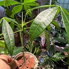 観葉植物　まとめ売り