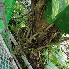 チャーギの木 10万→値下げ価格7万