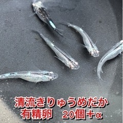 メダカ 【 清流きりゅうめだか 】 有精卵20個＋α めだかの卵