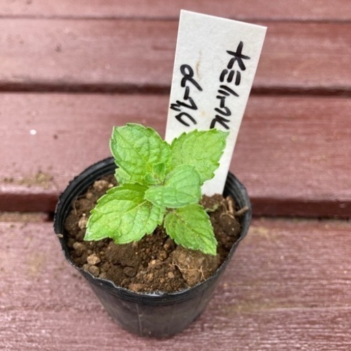【SALE】グレープフルーツミント 植物苗 ミント 根つき 希少 大人気