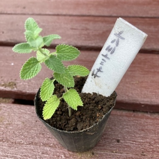 【SALE】キャットミント 植物苗 ミント ハーブ 根付き 人気