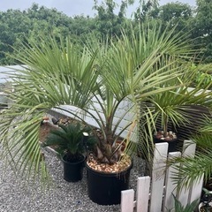 ココスヤシ　大型　引き取り