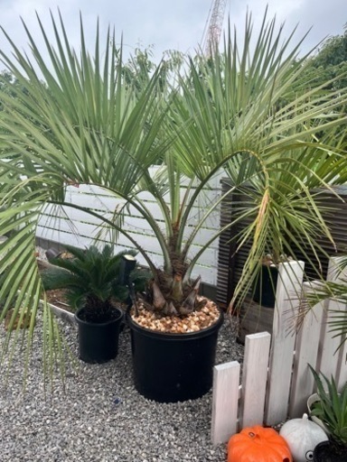 ココスヤシ 大型 引き取り ヤ*パ様 ココスヤシ 鉢下から90㎝ぐらい