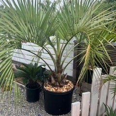 ココスヤシ　大型　引き取り