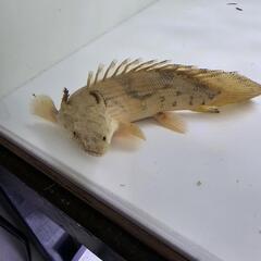 エンドリケリーウルトラショート