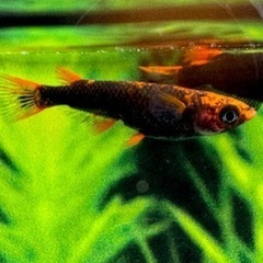 チャチャめだか様直系　五式タイプR GOD  1ペア