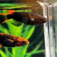 チャチャめだか様直系　五式タイプR GOD  1ペア