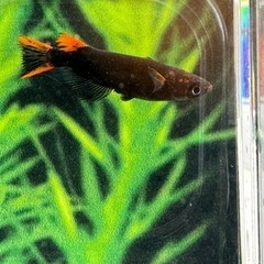 チャチャめだか様直系　五式タイプR GOD  1ペア