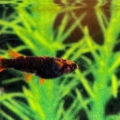 チャチャめだか様直系　五式タイプR GOD  1ペア