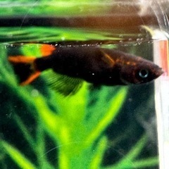 チャチャめだか様直系　五式タイプR GOD  1ペア