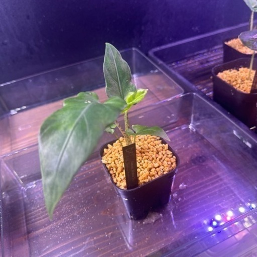 ガーデニング Alocasia Zebrina Tiger #1