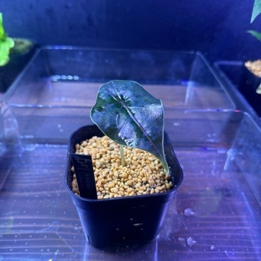 ガーデニング Alocasia azlanii #1