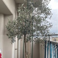 オリーブの木2m ガーデニング
