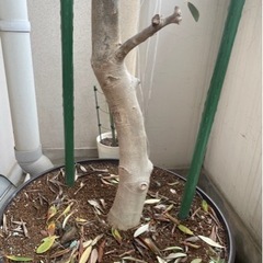 オリーブの木2m ガーデニング
