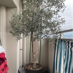 オリーブの木2m ガーデニング
