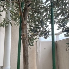 オリーブの木2m ガーデニング
