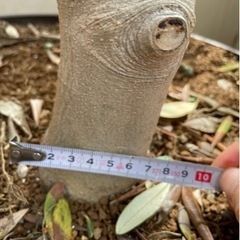 オリーブの木2m ガーデニング
