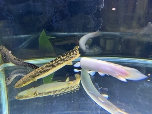 ポリプまとめて