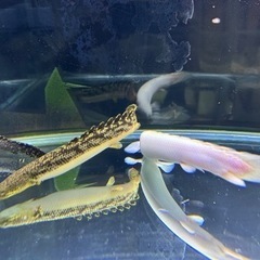 ポリプまとめて