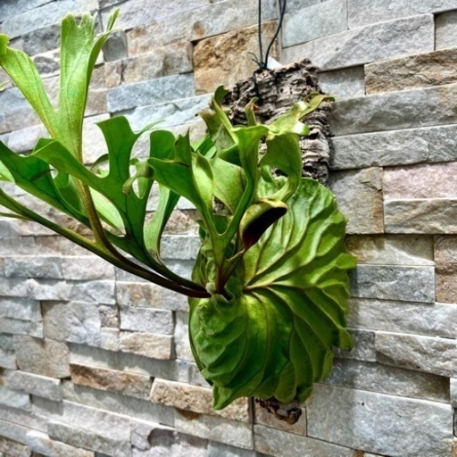 ビカクシダ リドレイ borneoワイルド 流木付け P.ridleyi wild_