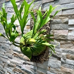 P.ridleyi _リドレイ ◆ ビカクシダ