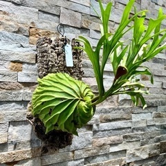 P.ridleyi _リドレイ ◆ ビカクシダ