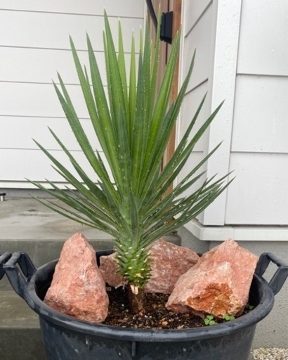 ユッカ　幹立ち　Yucca aloifolia　（ロックガーデン 、ドライガーデン、カルフォルニアガーデンスタイルに)