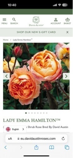 知育玩具 english rose david austin lady emma\n hamilton