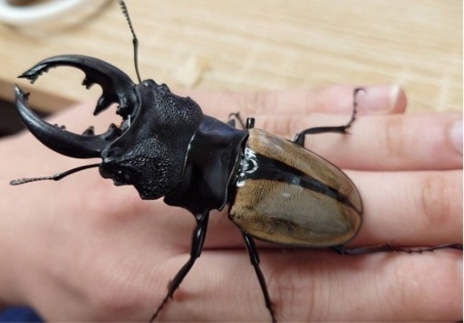 スマトラ島　ルデンツヤクワガタペア