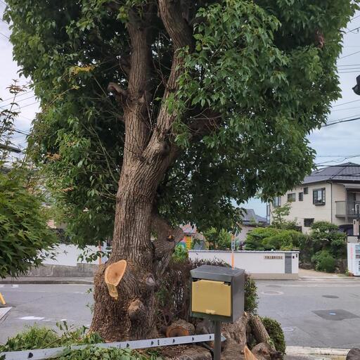 生木 材木 木を引き取ってくれる方 (ぽんぽ) 泉南の手伝って/助けての助け合い|ジモティー