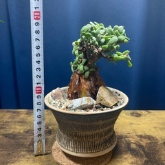 ケラリア・ピグマエア