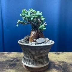 ケラリア・ピグマエア