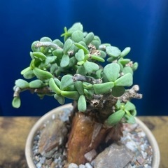 ケラリア・ピグマエア