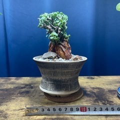 ケラリア・ピグマエア