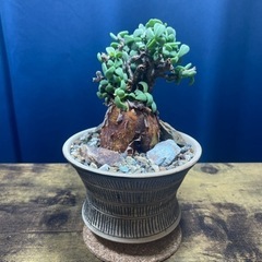 ケラリア・ピグマエア