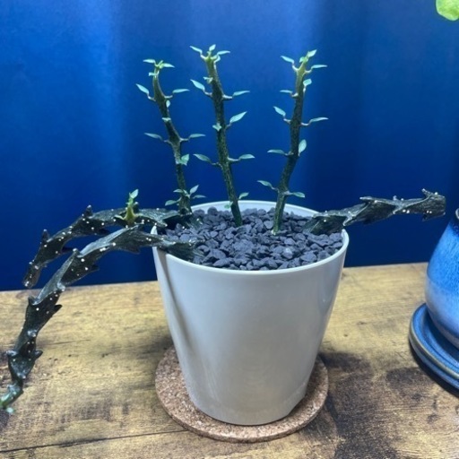 ボッセリ　セット