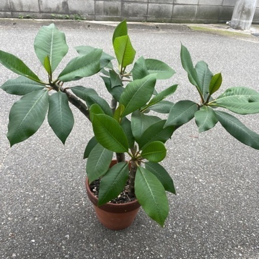 プルメリア　3本セット