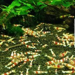 レッドビーシュリンプ 200匹 12000円 格安 NO1500