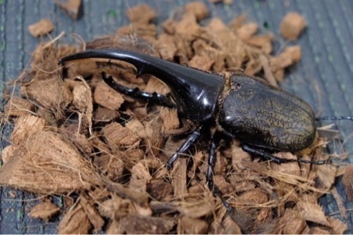 ヘラクレスオオカブトまとめ売り