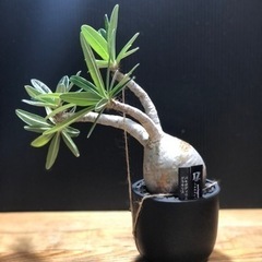 グラキリス チビグラ 現地球 発根済