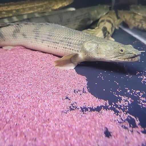 コンゴ産コンギクス　35cm±