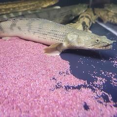 コンゴ産コンギクス　35cm±