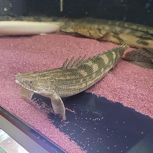 ポリプテルス　ナイジェリアSP　35cm±