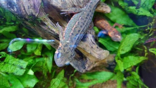 アカハライモリ　福江島