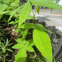 草いちご　苗2本