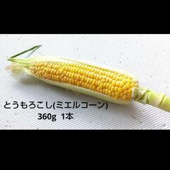 とうもろこし(ミエルコーン)①