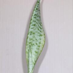 サンセベリア 極上斑入り フチ色なし