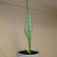サンセベリア 極上斑入り フチ色なし